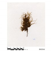 藏品(鈍葉樹平苔)的圖片